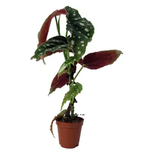 Rare Polka Dot Bat Wing Begonia Plant - Begonia Maculata - 2" Pot