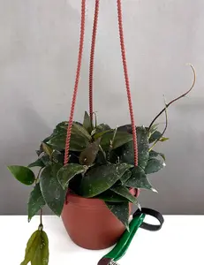 Hoya Caudata Sumatra