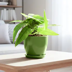 Pothos 'Cebu Blue'