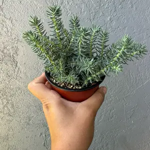 4” Petrosedum Rupestre ‘Jenny’s Stonecrop’ - live indoor plant succulent  - pet friendly