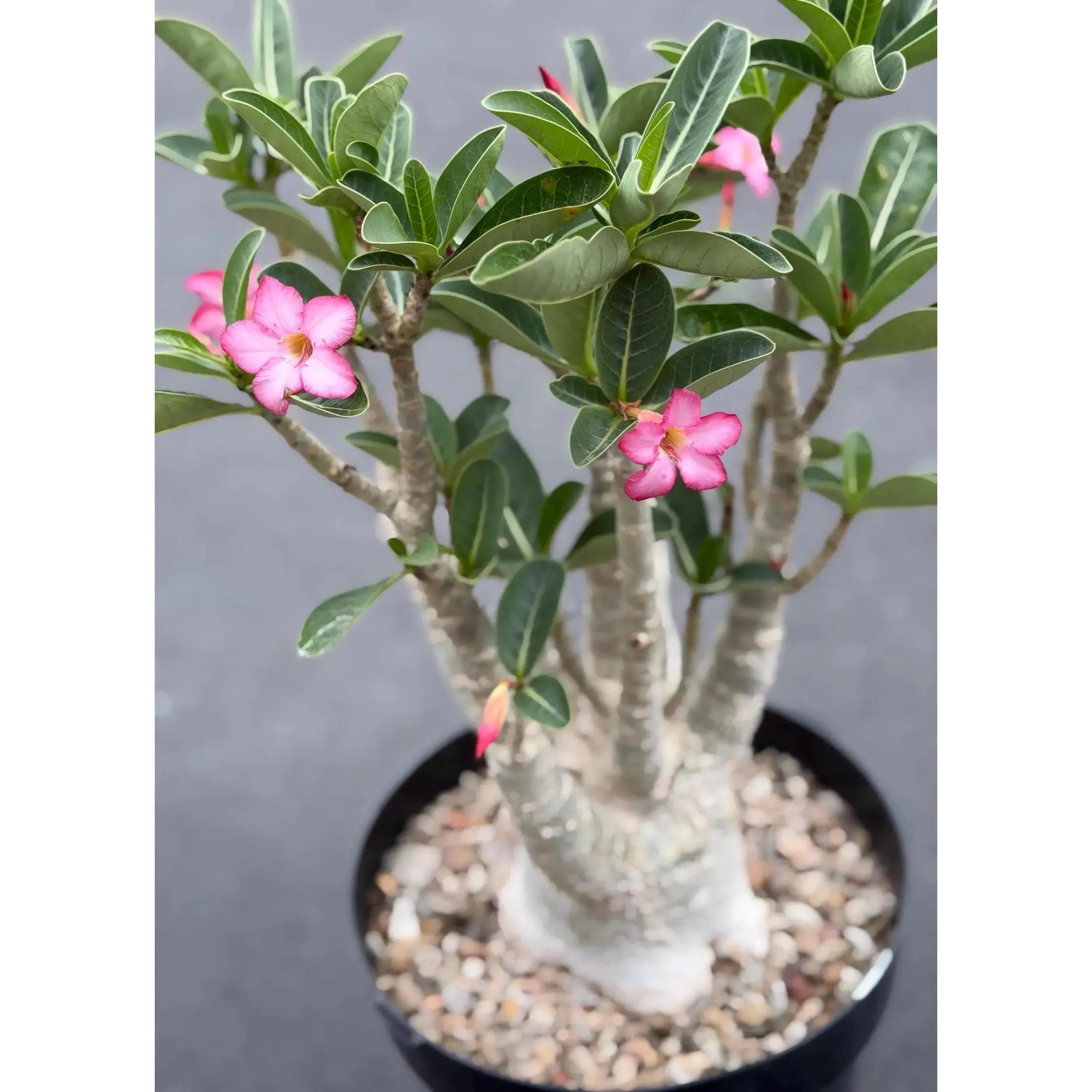 Large Specimen Adenium Arabicum | Pink Flower Live Plant