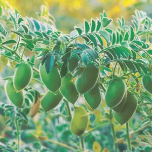 Heirloom Garbanzo Bean "Chickpea" Seeds - Organic and Regenerative Gardening Seeds