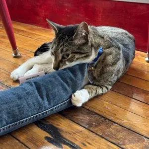 XL Denim Catnip Noodle - Upcycled and Handmade