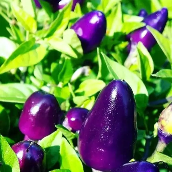 Dwarf Chili Pepper Little Blue Exotic Mini Hot Pepper about 30 Seeds