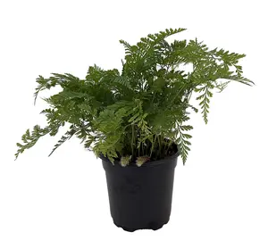 White Rabbit's Foot Fern 4" pot - Davallia