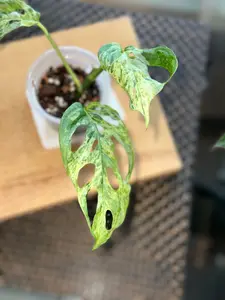 Monstera Adasonii Mottled -A