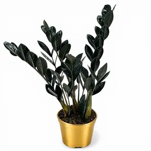 RARE Black Raven ZZ, 6inch Pot, Low Maintenance