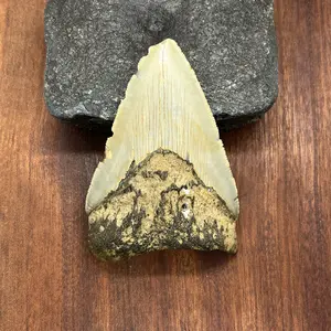 Megalodon Shark Tooth Fossil