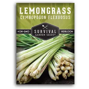 Lemongrass Seeds for Planting - Fragrant and Easy to Grow