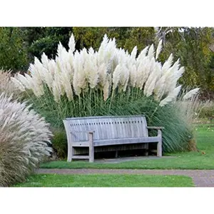 Giant White Pampas Grass Seeds 1000 Seeds   Ornamental Landscape Grass or Privacy Plant