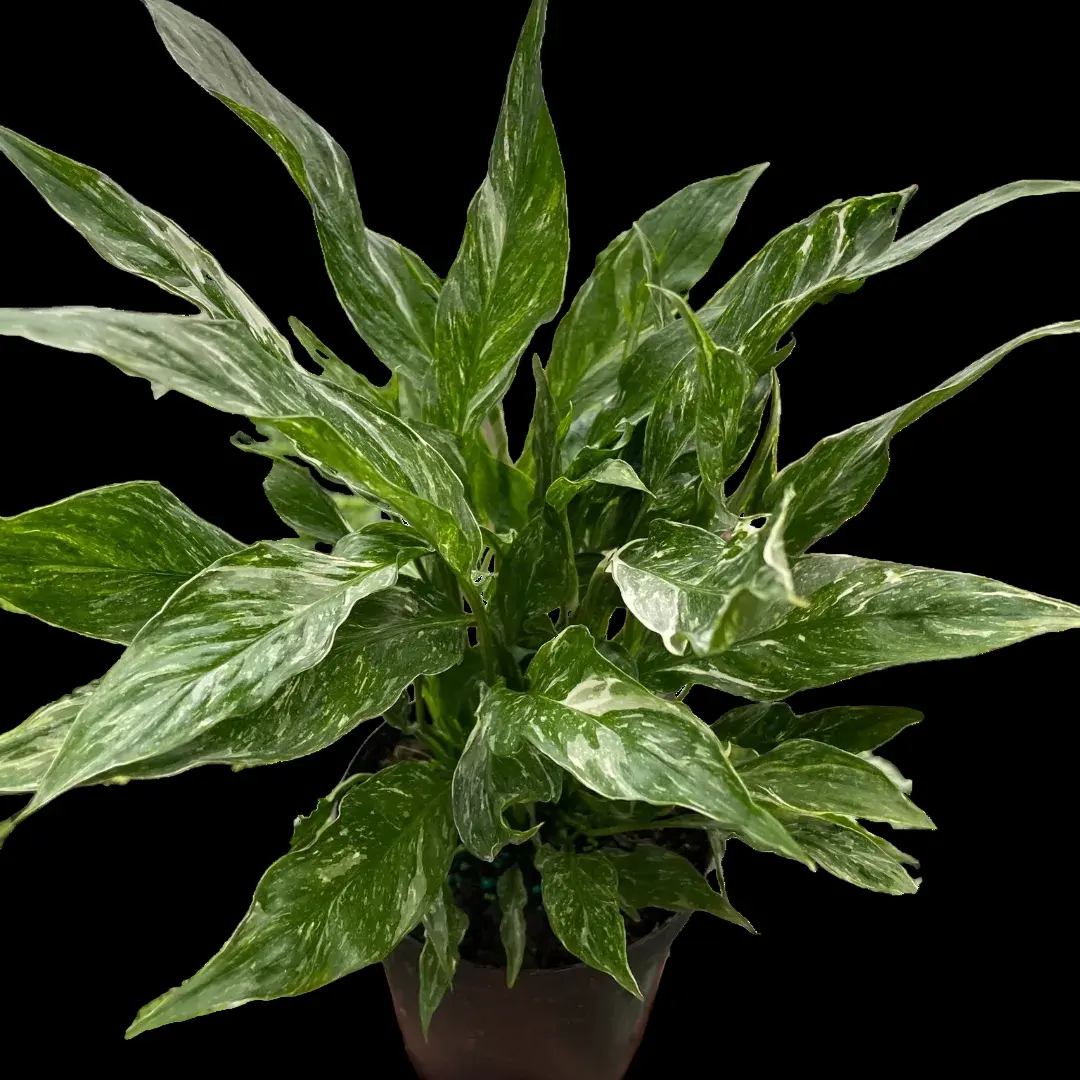 philodendron firebird - TikTok Shop