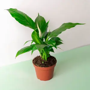 Spath Peace Lily - 4 Inch