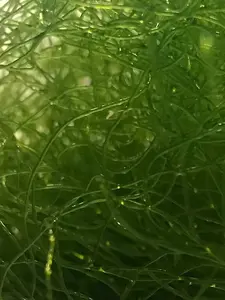 MacroAlgae (CHAETOMORPHA) - Clean Chaeto With Pods -Gabes Coral - FAST SHIP