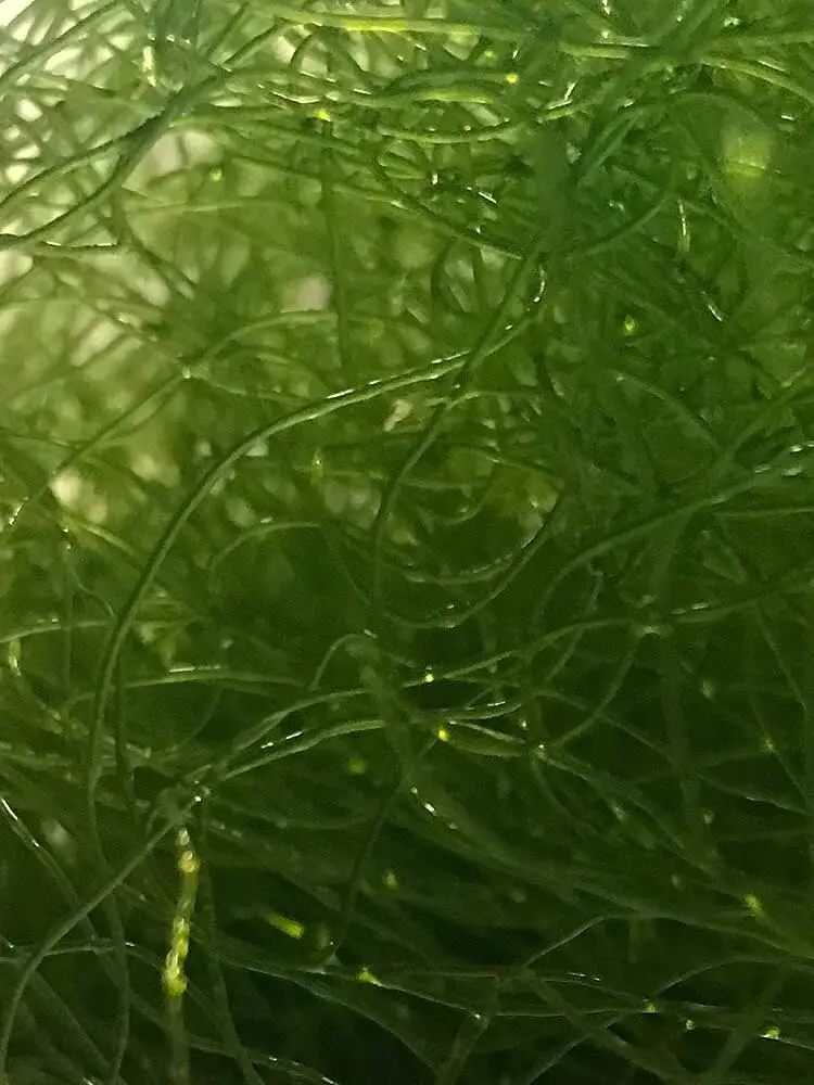 MacroAlgae (CHAETOMORPHA) - Clean Chaeto With Pods -Gabes Coral - FAST SHIP
