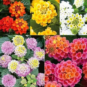 300+Perennial Mix Lantana Camara Flowers Seeds for Planting Outdoors Home Garden