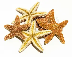 Sugar StarFish Sea Shell Wedding Real Craft 2" - 3" (5 pcs) #JC-056