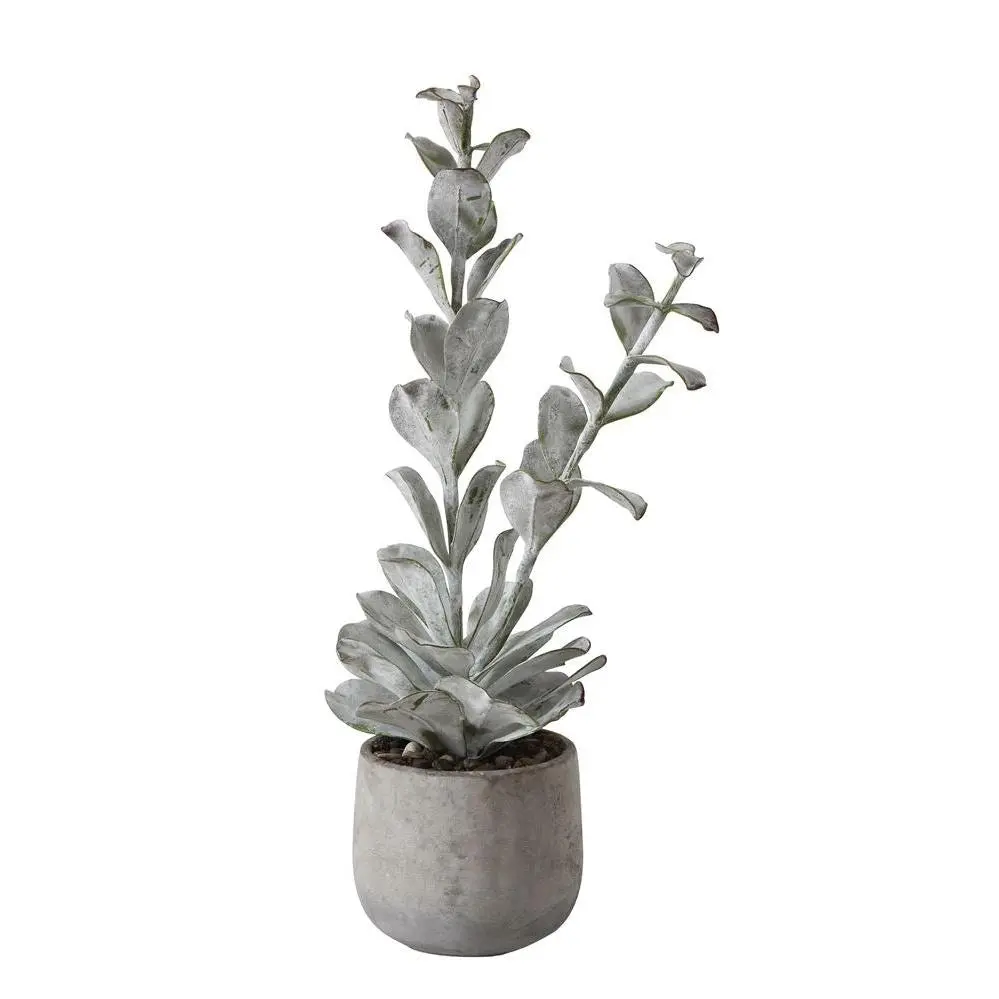 Tall Succulent in Grey Pot