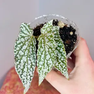 Begonia “White Ice”