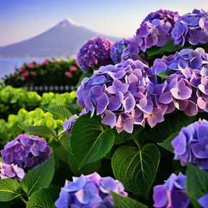 Green River 5 Dark Purple Hydrangea Seeds – Premium Flower Seeds for Elegant Cottage Gardens, Patios & Borders – Rare Perennial Bush with Bold Summer Blooms – Hydrangea Limelight Seeds, Premium Seed Pack for Planting & Growing Beauty