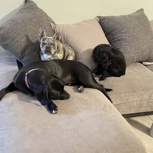 *NEW* K.O.E. 2 Pack - Kennel Odor Eliminator 16oz Concentrate Bundle - Pet Deodorizer, Non-Enzymatic Formula (KOE) Apricot, Fresh, Original Scent, 32 oz Total