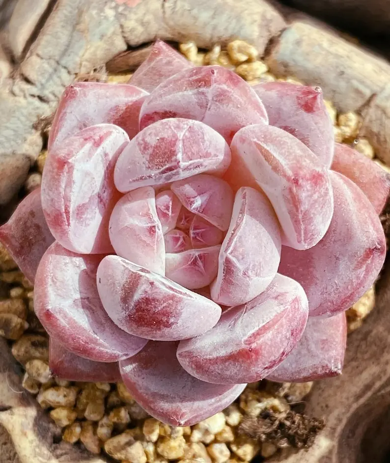10 Rare succulent seeds, Echeveria  Snow Angel seeds,  pink succulen seeds