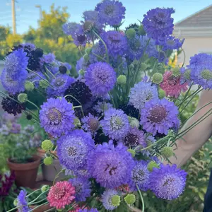 Scabiosa Oxford 'blue'