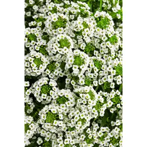 Green River 25 White Knight Alyssum Seeds - Perennial Flower Accent, Snow-White Clusters, Compact Ground Cover for Edging & Pollinator Garden Beauty, Spring Blooming, 6-Inch Spacing