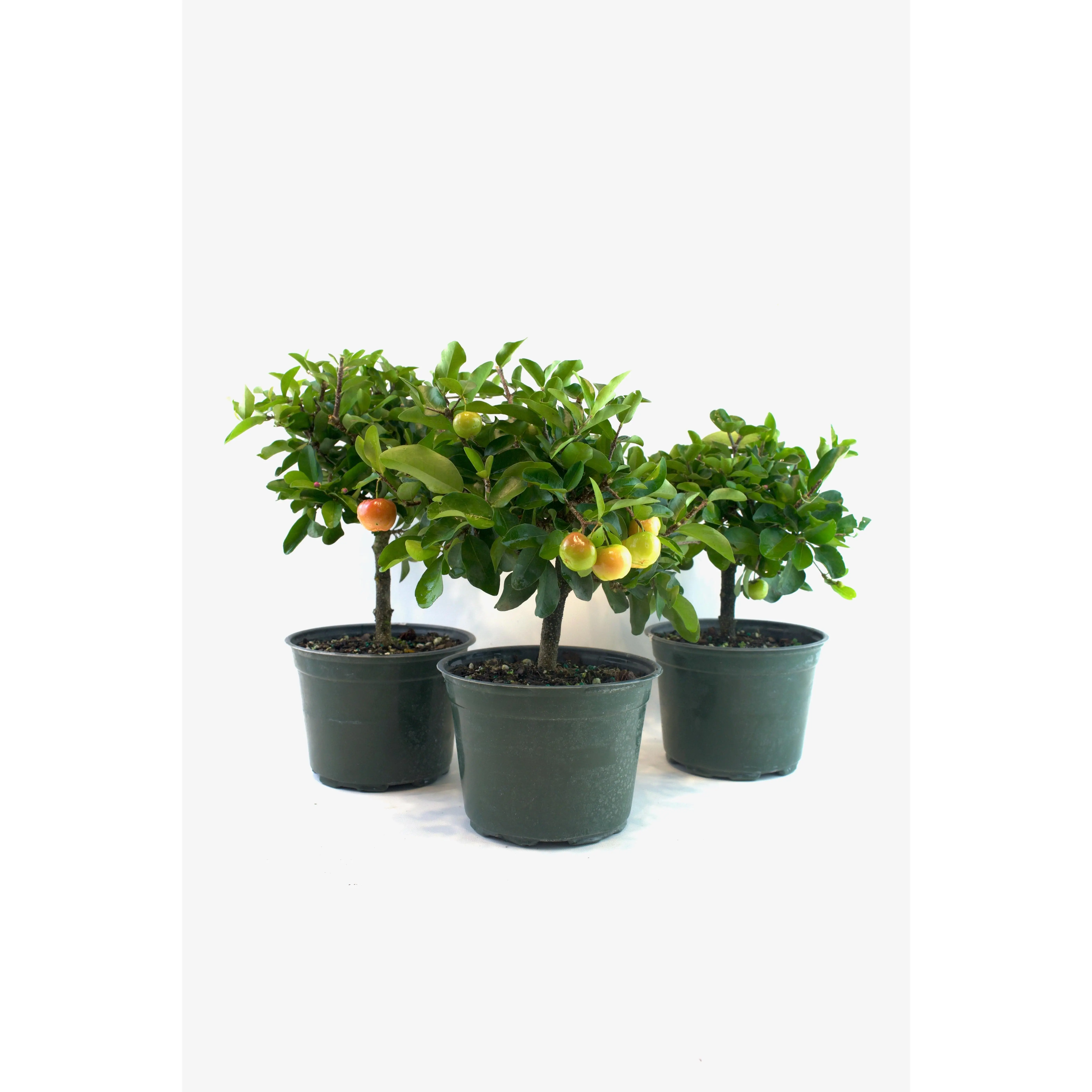Acerola Cherry in 6" Pot - Pre Bonsai