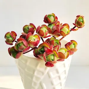 Aeonium Saundersii 'Pinheads' Variegata 2-2.5" Cluster Succulent Bare Root | Rare Variegated Aeonium | Colorful Rosette Succulent | Easy Care Indoor Plant | Home & Garden Decor Gift #Succulent #Aeonium #RarePlants #Variegata #PlantTok