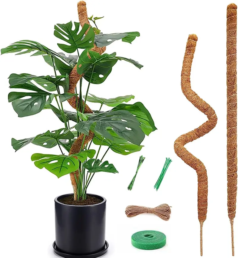 monstera repotting with moss pole - TikTok Shop