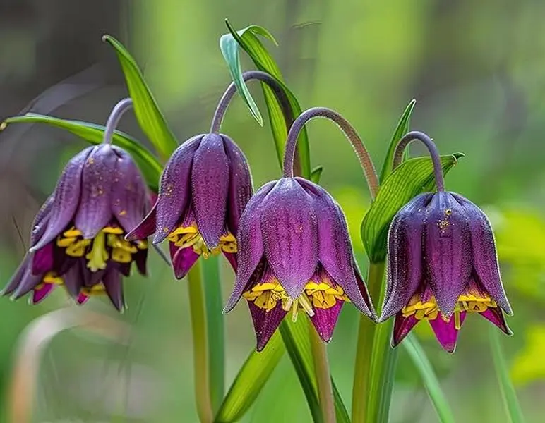 10 Bulbs Fritillaria Uva-Vulpis Bulbs for Planting - Colorful Weeping Flowers
