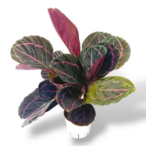 Calathea Dottie, 4 inch pot, House Plant
