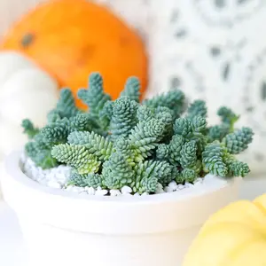 Sedum Major - Sedum dasyphyllum 'Himalayan Skies'