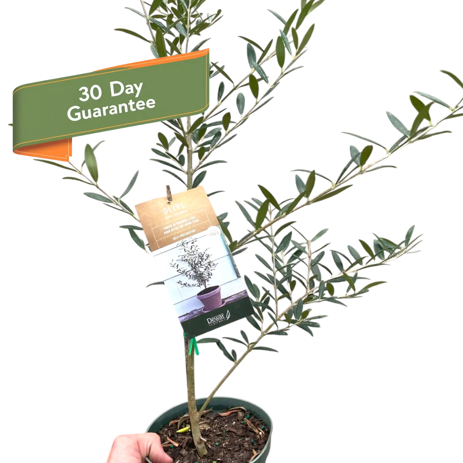 Common Olive Tree Plant Live House Plant Tree