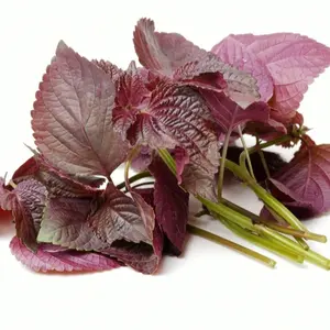 800 Purple Shiso Herb Seeds Perilla  Asian Culinary Herb Chinese basil purple mint By PeavyTailor