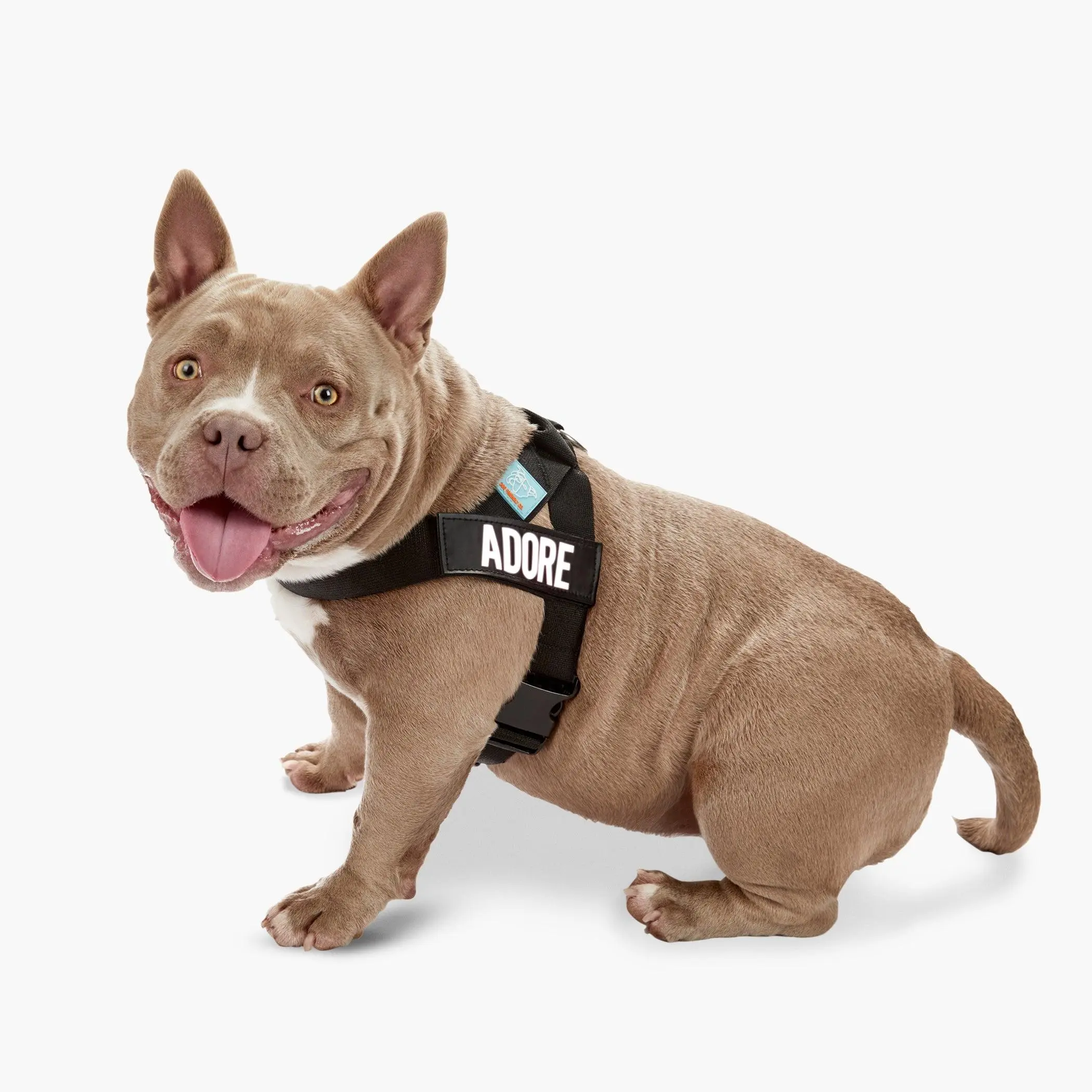 No Pull Dog Harness + Collar + Accessories Set– Ultimate No Pull Bundle -  Dog Friendly CO
