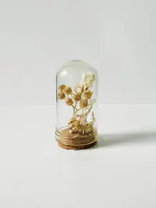CA Studios - Mini Terrariums