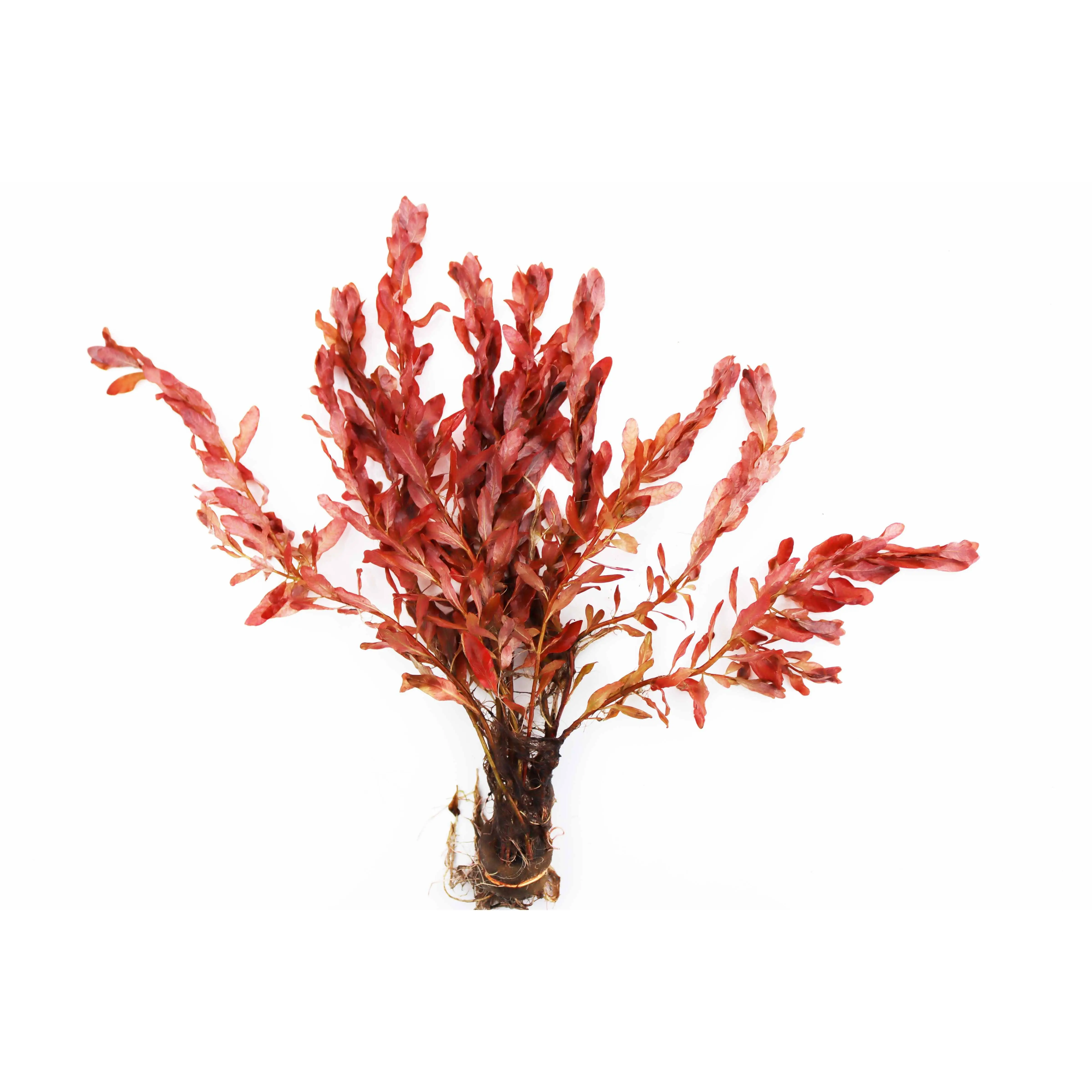 Ludwigia Inclinata (Wow Red)