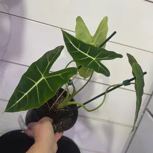 Alocasia Frydek - Vibrant Green Foliage Indoor Plant with Durable Support Sticks for Easy Care and Stylish Decor