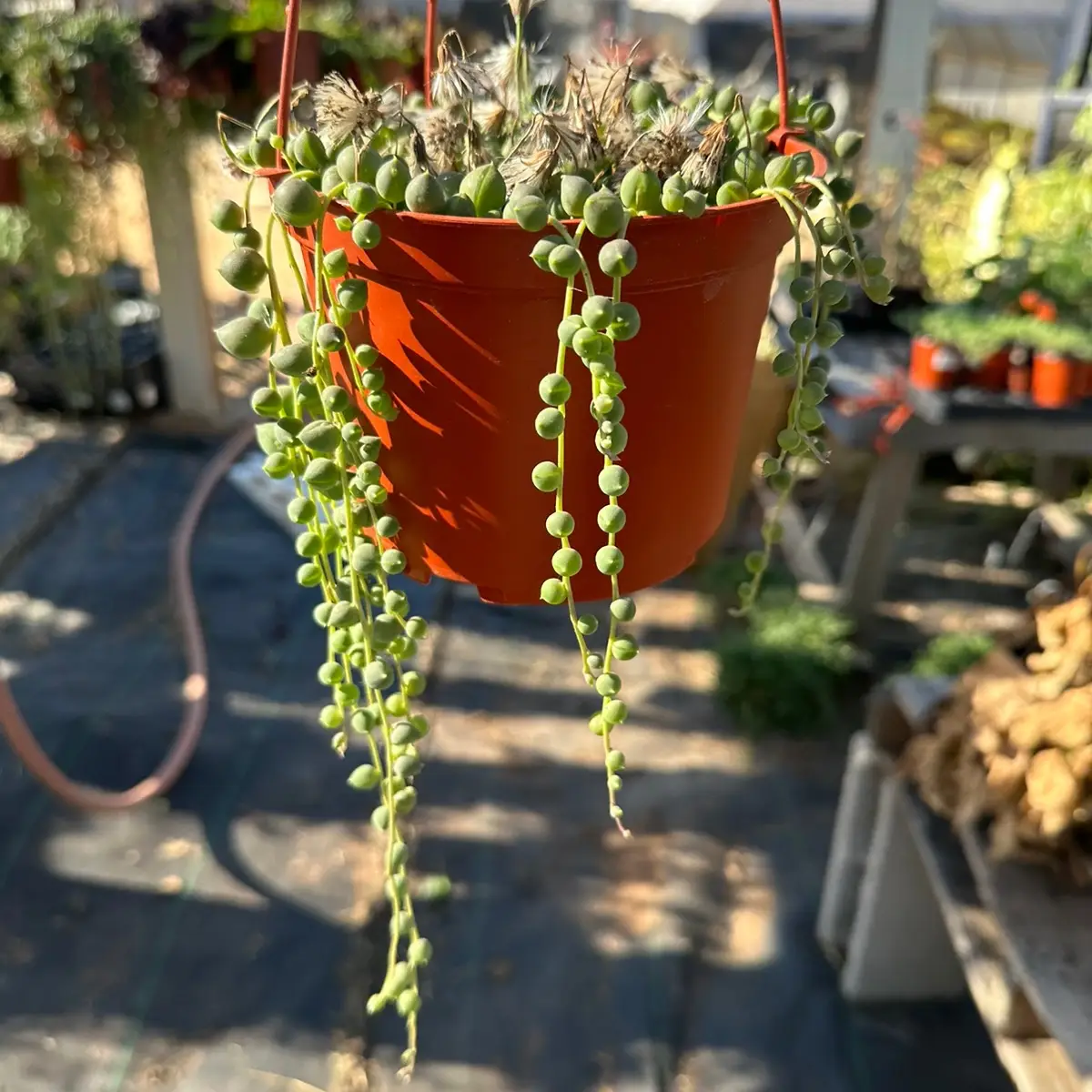 6” strings of pearls plant