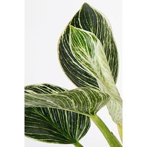 Philodendron | medium