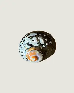 Gold-Mouthed Turban Shells – Gold Wash Spire Natural Display Shells