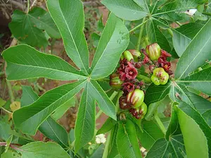 JATROPHA EXCISA pubescens rare flower carnivorous plant succulents seed 30 SEEDS