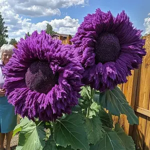 50pcs Rare Purple Enchanting Giant Sunflower Seeds for your garden
