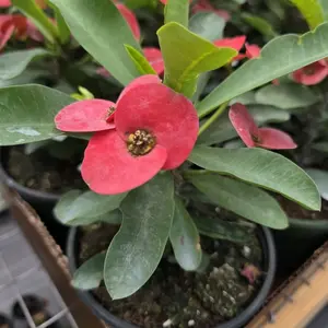 Crown of Thorns Cardinal Crown of Thorns Cardinal