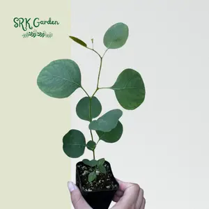 Silver Dollar Eucalyptus in 2.5" pot, Eucalyptus Cinerea