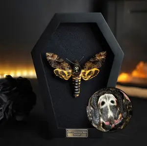 Death Head Moth Coffin Framed, Entomology Curiosities Shadow Box, Dark Academia Wall Art, Oddity Hanging Display Wall Home Decor, Unique Gift for Nature Lovers Collectors