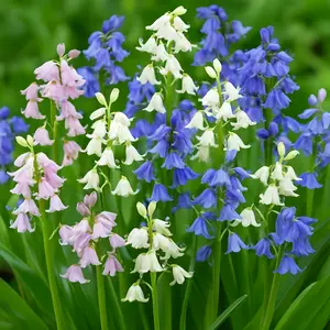 Spanish Bluebell Bulbs – 10 Pack – Mixed Colors Blue, Pink & White – Spring Flowering Bulbs for Gardens & Borders