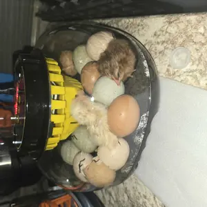 BIBIBIRDS Automatic Egg Turning Incubator with Temperature Control Humidity Display & Egg Candler Light 12-Egg Capacity Home Incubator