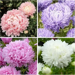 300 Pcs Aster Seeds for Planting Outdoor-Giant Double Blooms Heirloom Non-GMO Flower Seeds for Home Garden